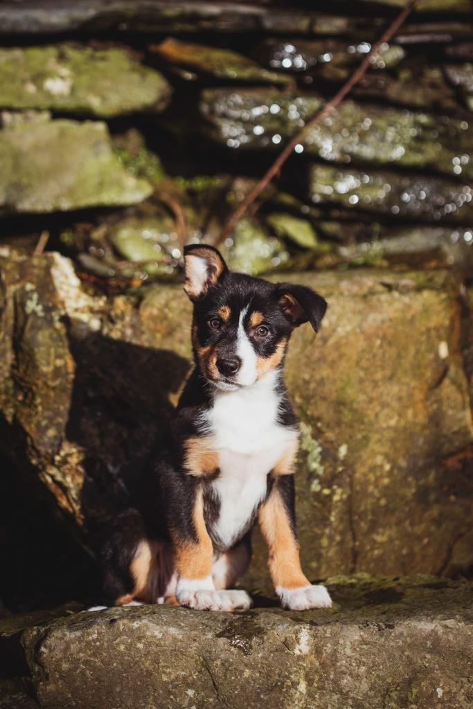 Collie puppy