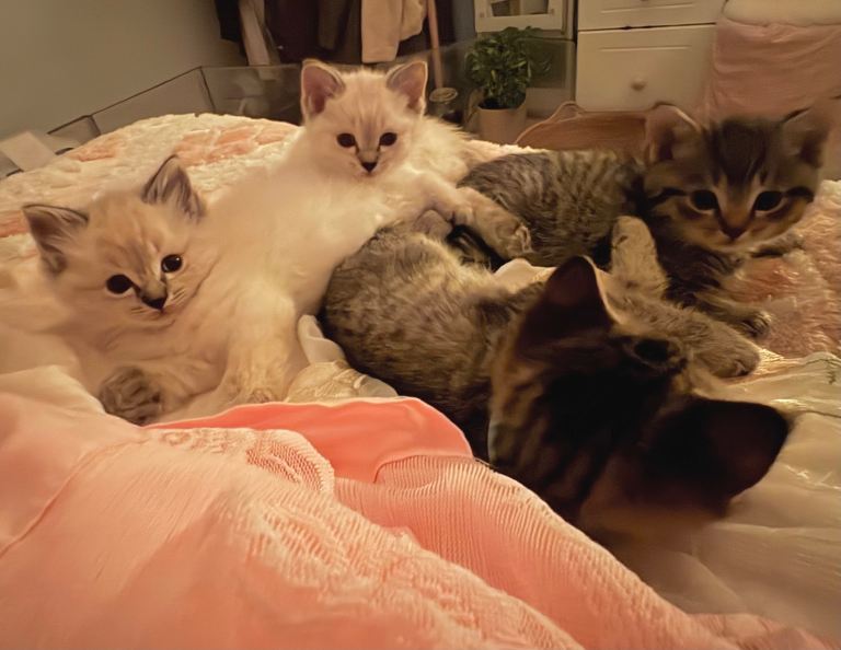 Ragdoll x BSH Kittens