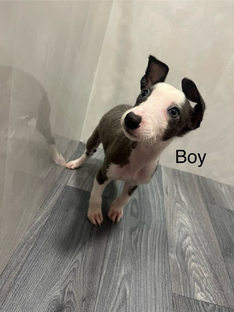 KC registered Whippet Puppies 