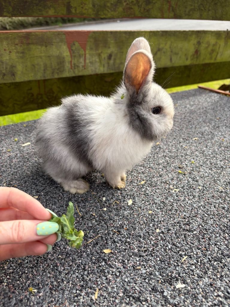 Mini lop babies 