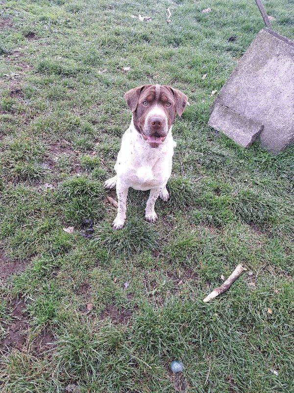 10 month old male puppy