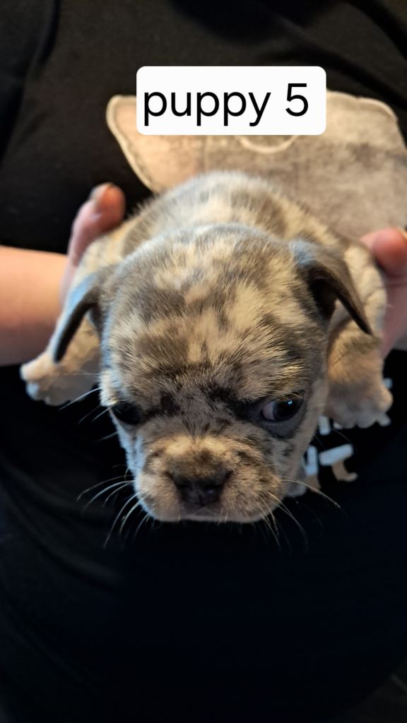 French bulldogs puppies 