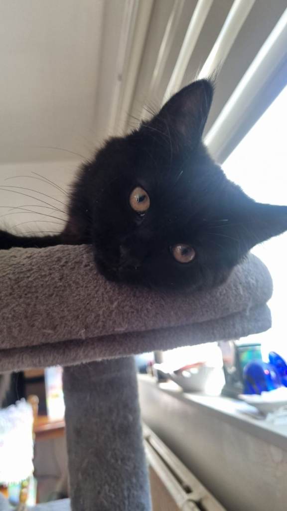 Sweet, Playful Kitten Ready for a New Home