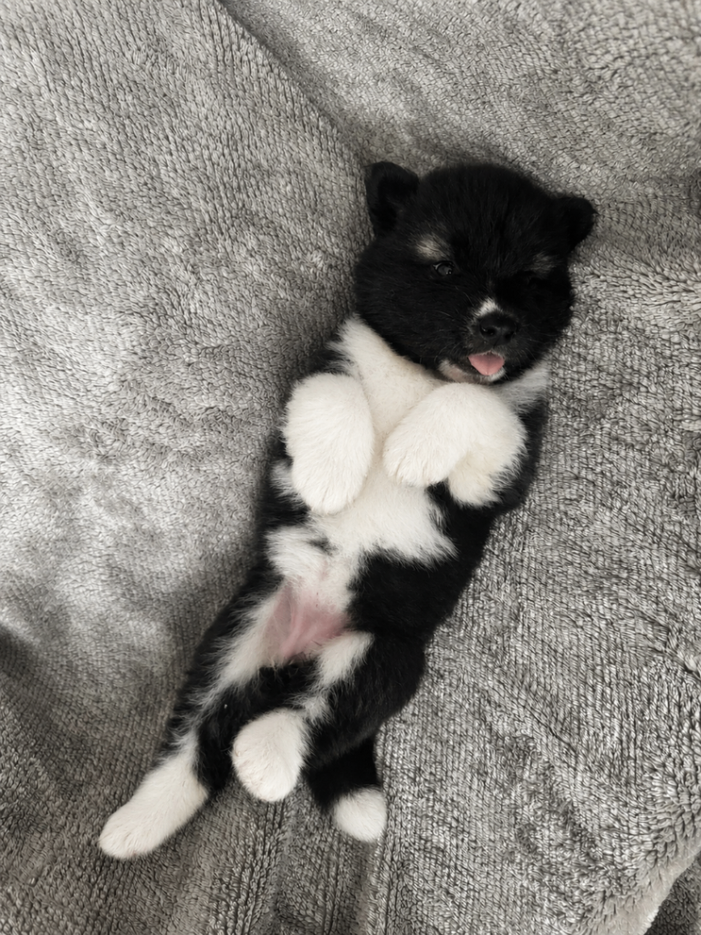 Beautiful Chunky American Akita Puppies