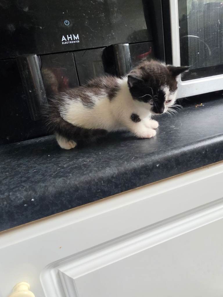 Kittens (tuxedo) pending 