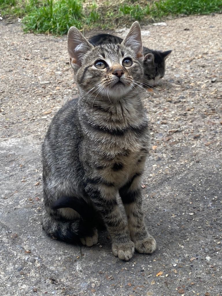 5 beautiful kittens for sale