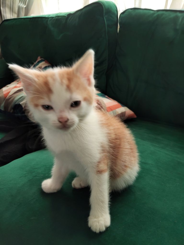 Adorable kittens seeking forever Homes & Families 