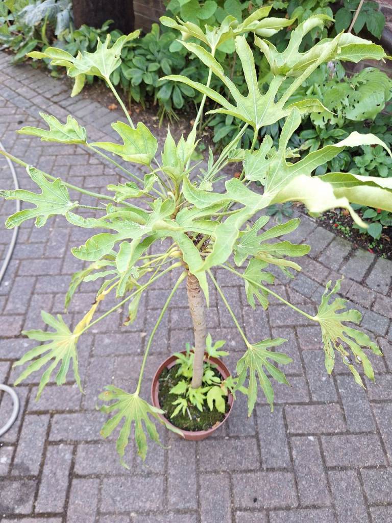 Fatsia Japonica Spiders Web Rare variety Plant Very LARGE established Tropical Jungle Plant