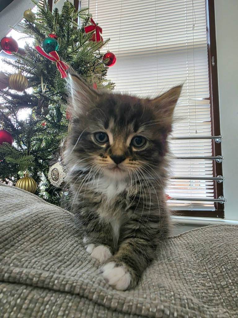 Fluffy Ragdoll Cross Female and Male Kittens – £500 – Glasgow