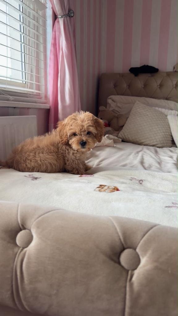 Cavapoochon Puppy for Sale
