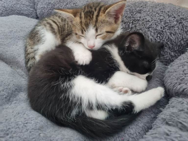 Kittens for adoption 