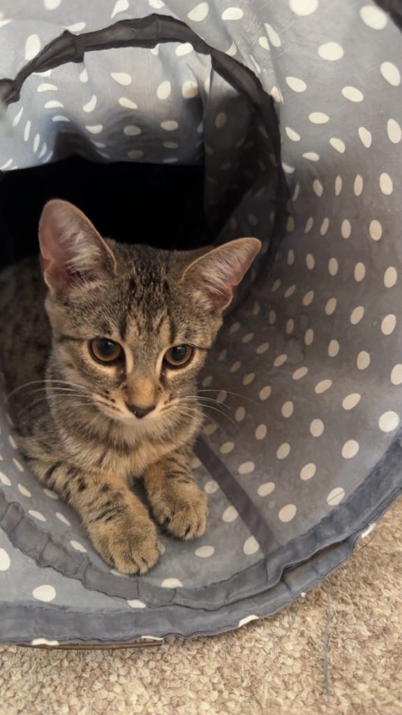 Stunning Bengal Cross Kittens Looking for Their Forever Homes 
