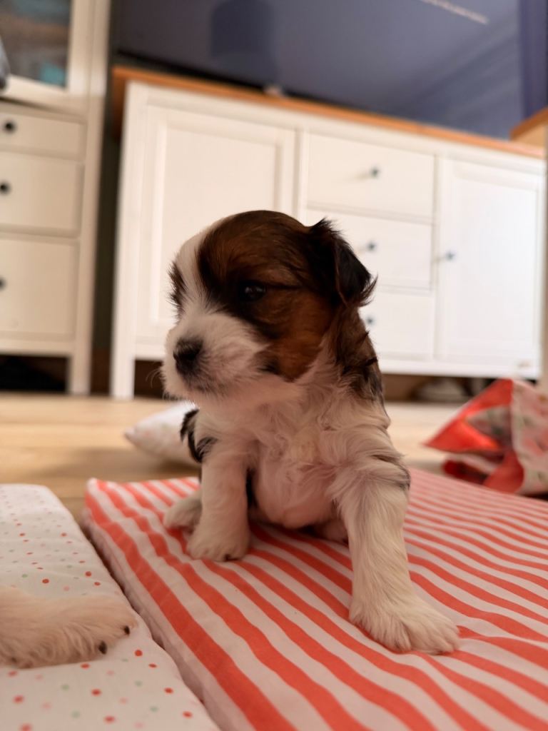 Yorkshire terrier biewer . Beautiful tricolours puppy