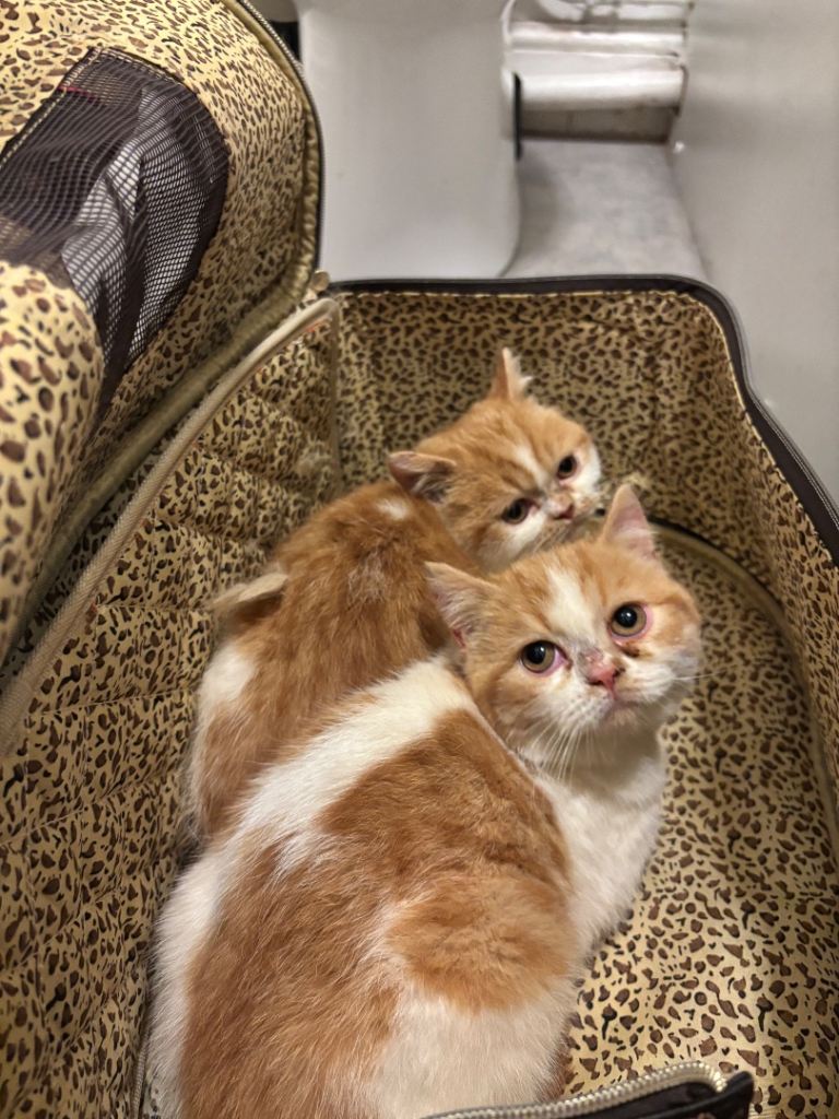 Persian Kittens Last Ginger Boy