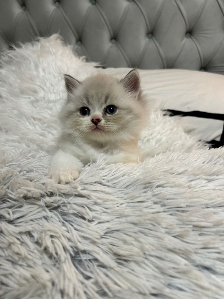 Lilic blue Persian kittens 