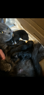 Beautiful kittens for sale