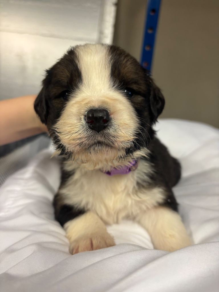 Saint Bernese Pups