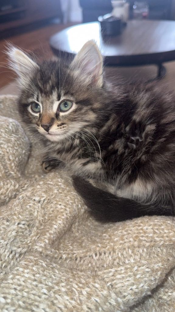 Long haired kitten 