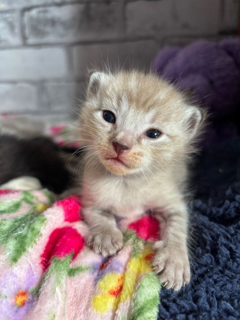 2 Ragdoll mix kittens