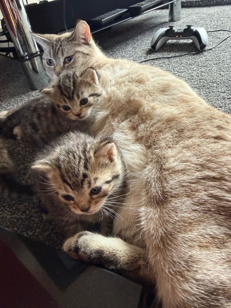 Gorgeous half bengal kittens for sale 