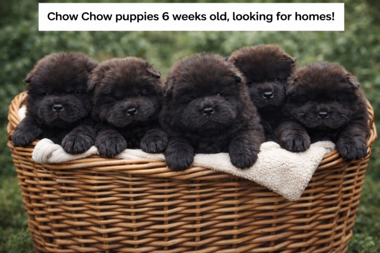 ✨ Exceptional Chow Chow Puppies – Purebred, Home Raised, KC Father ✨