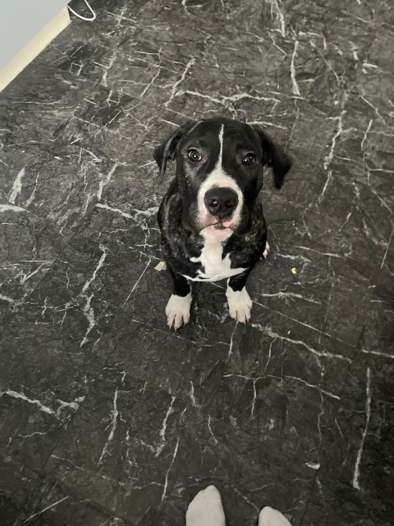 Bullmastiff 4 months old