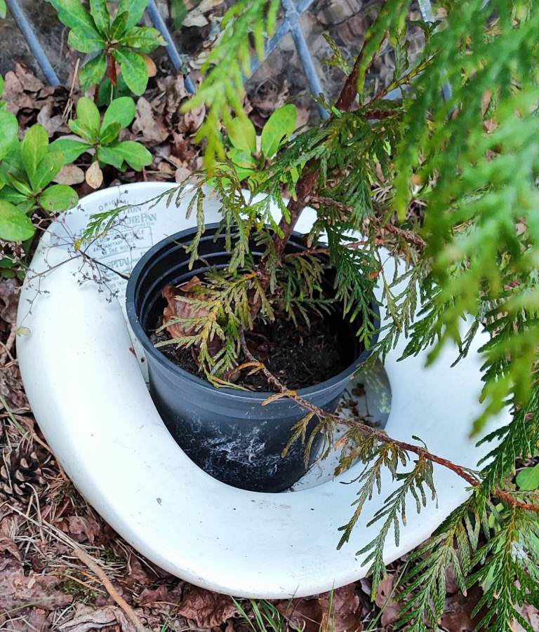 Garden plant planter