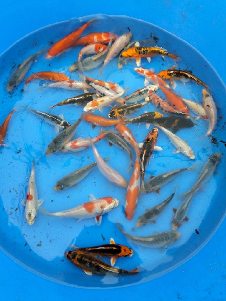 Koi carp