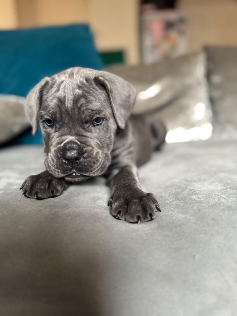 Cane Corso Grey/Blue puppy 