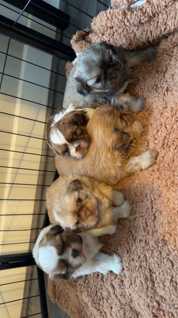 shih tzu
