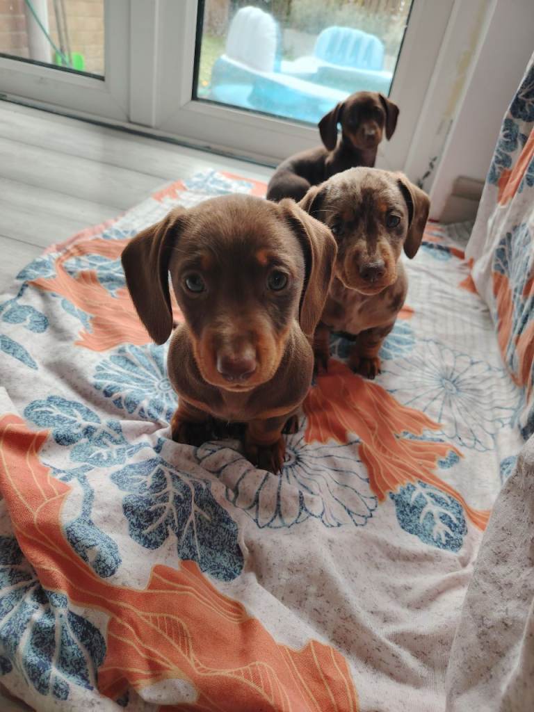 Dauschund