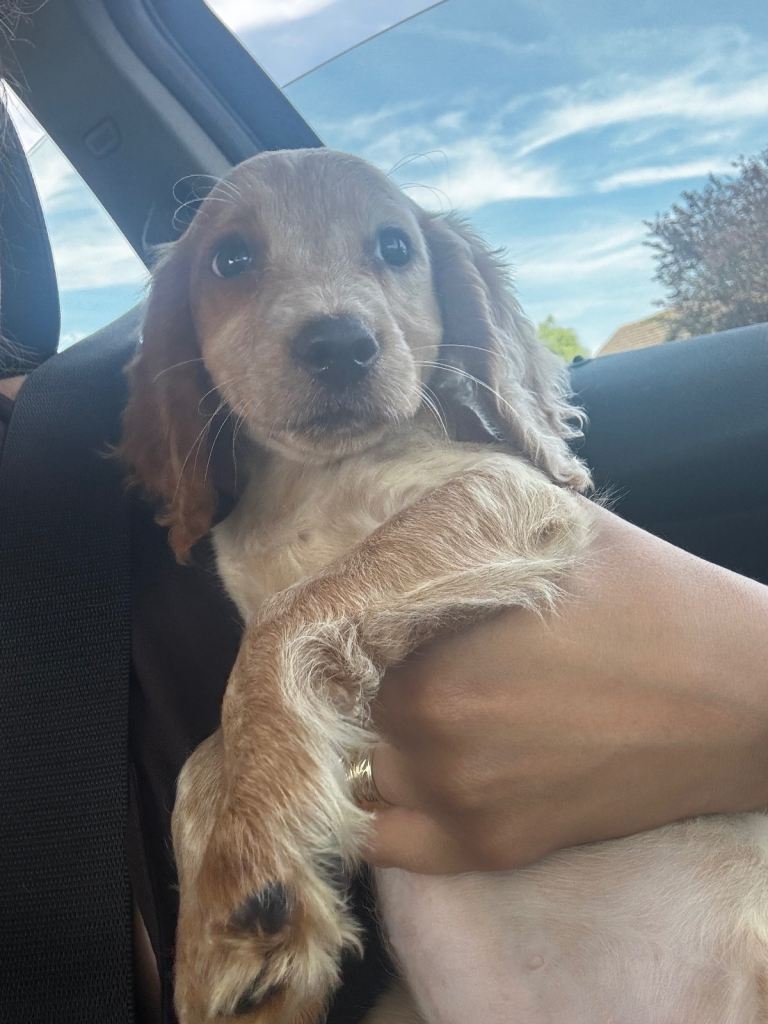 Puppy for sale