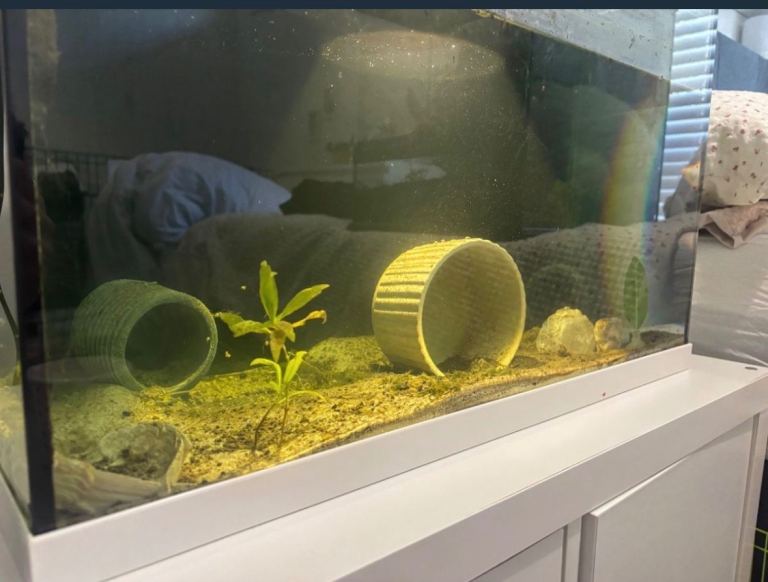 Glass Fish Tank Aquarium – Good Condition, Ready for Fish