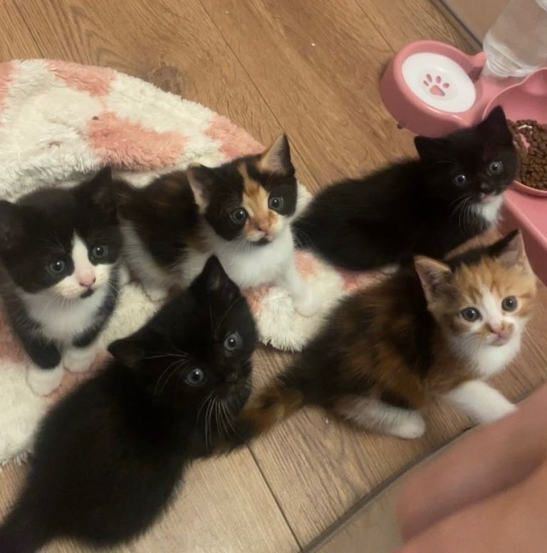 Kittens for sale