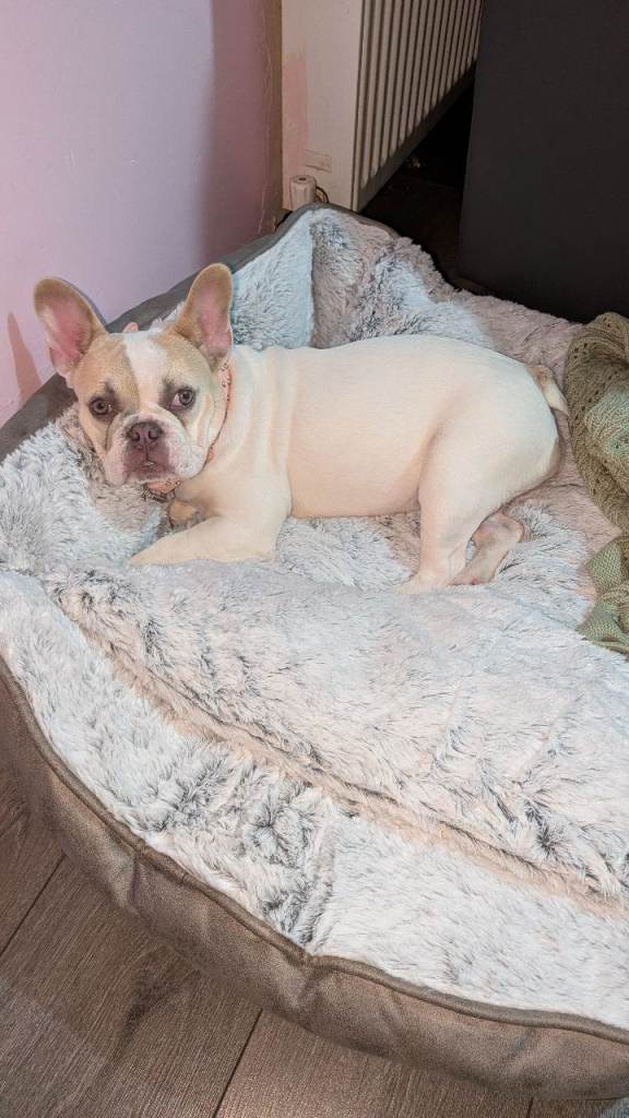 French bulldog female 5 months 
