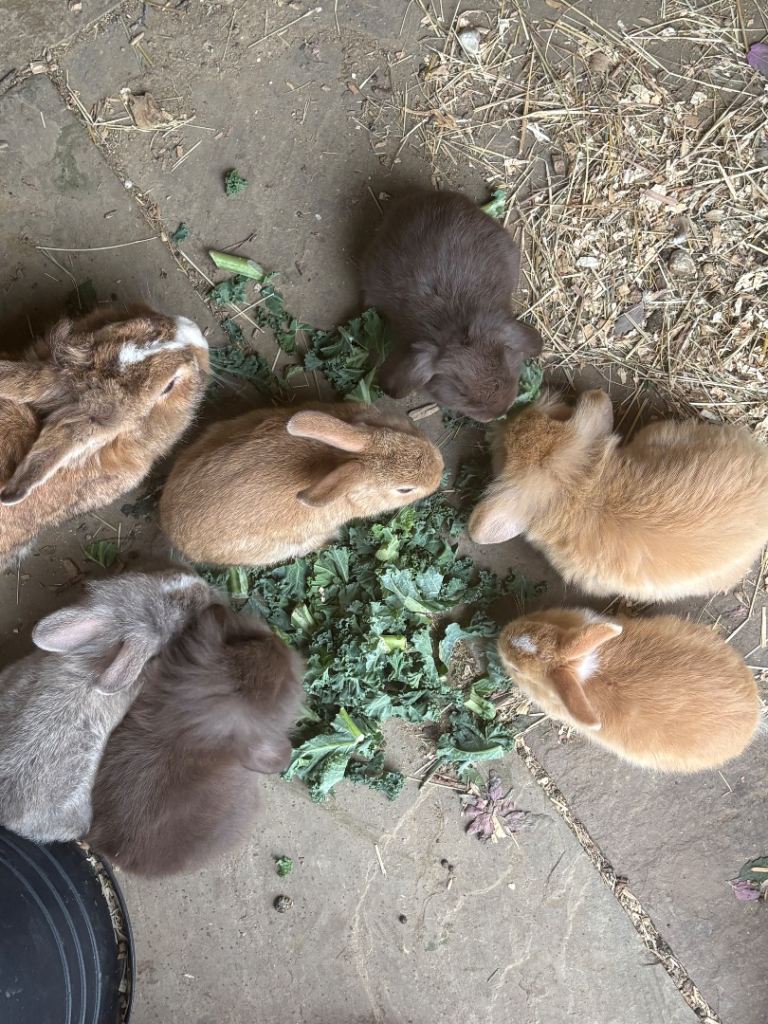 Mini lion lop baby bunnies 