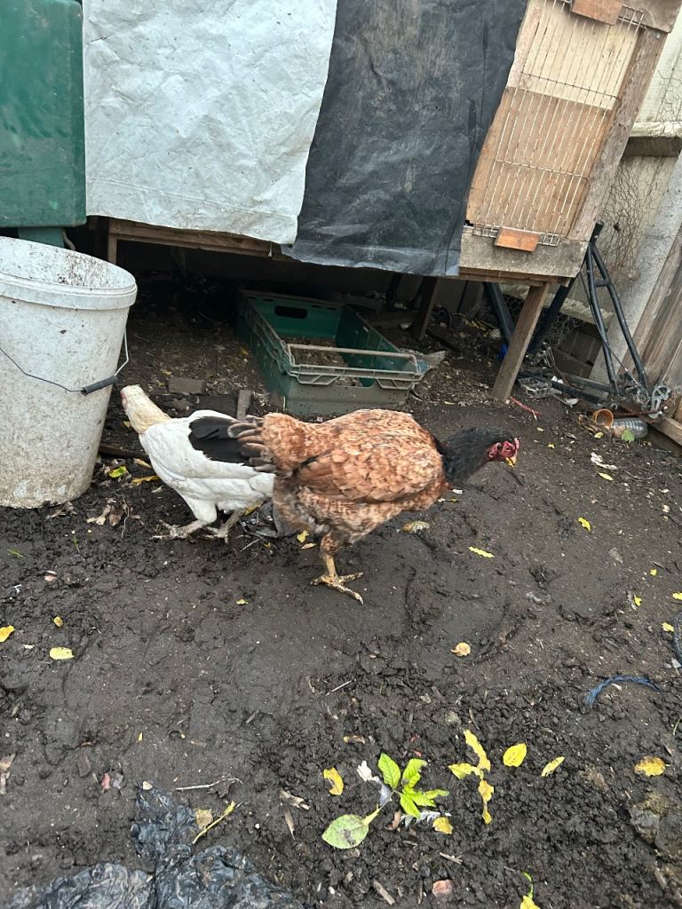 Aseel Rooster, hens and Pullets for sale