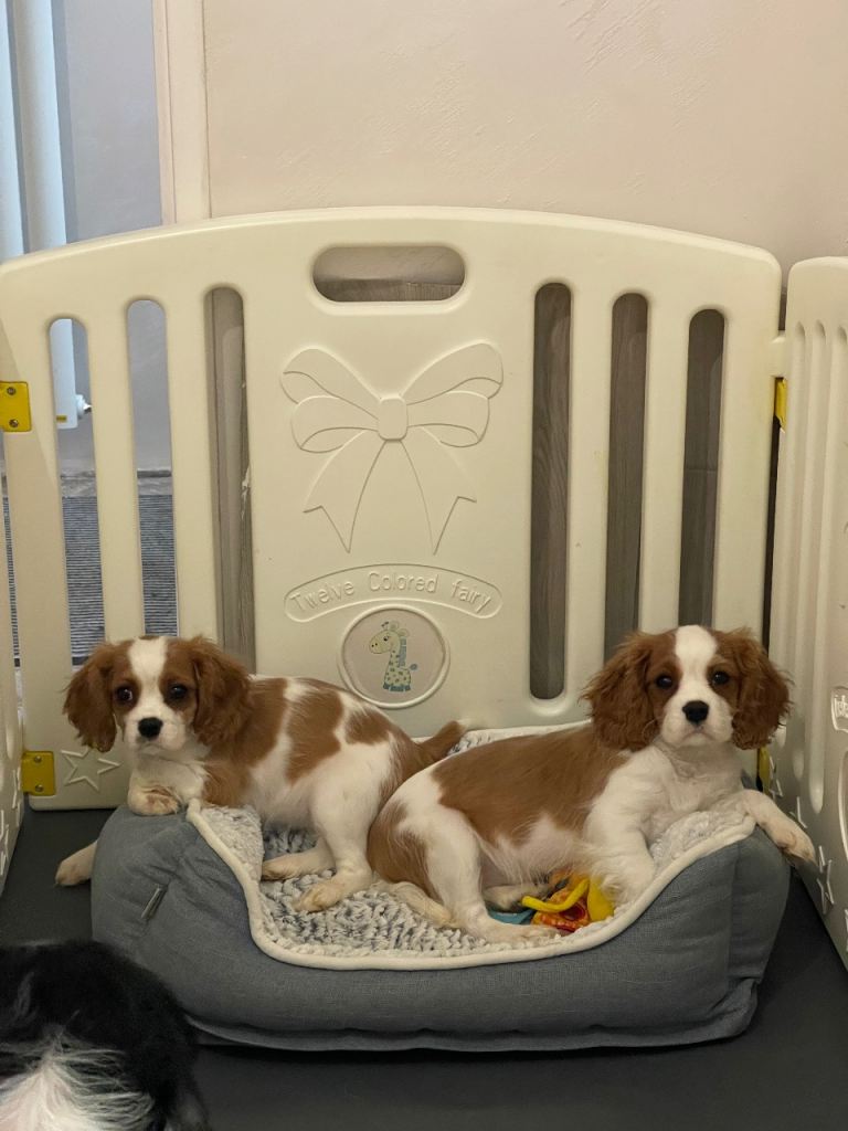 KC Blenheim Cavalier King Charles Spaniel Male 