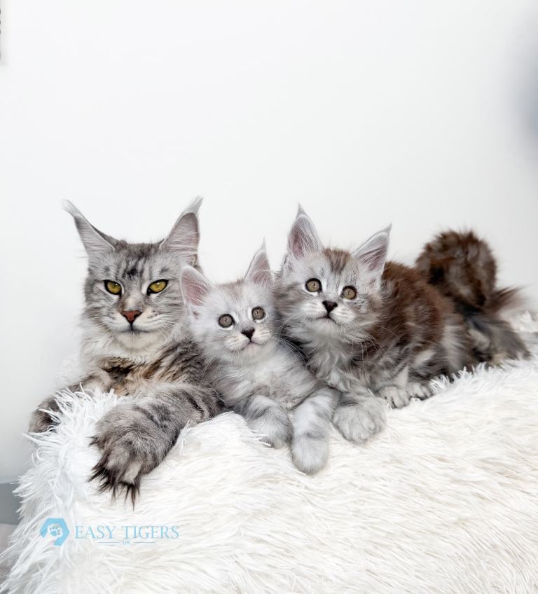 Stunning Maine coon Tica registered 