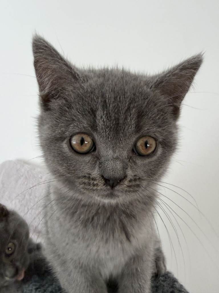 Beautiful British Shorthair Kitten –  1 Female Available