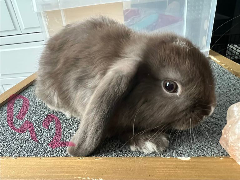Mini Lop Baby Rabbits – Uxbridge