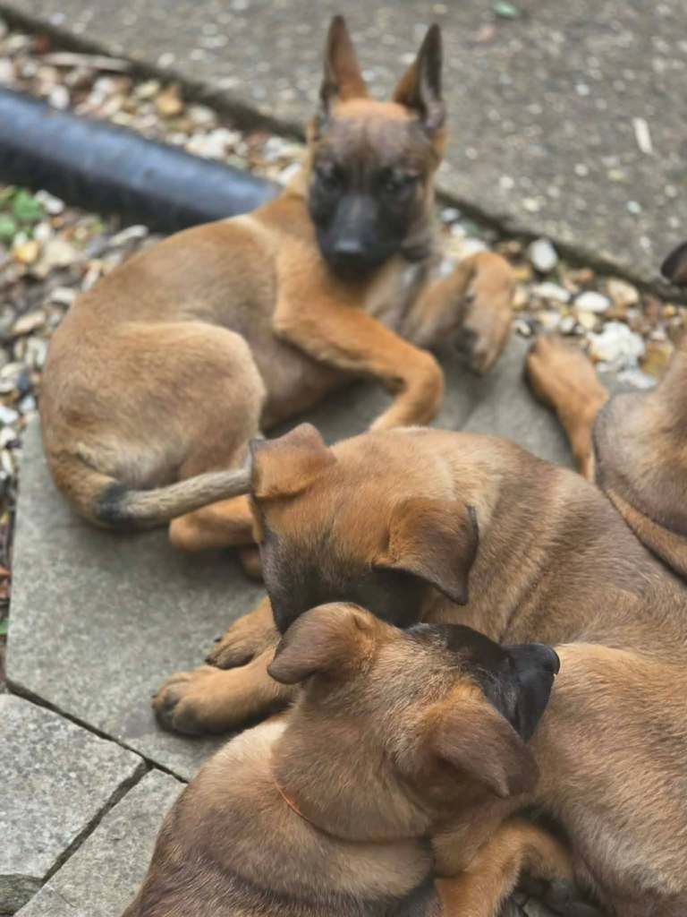 German shepherd x puppies