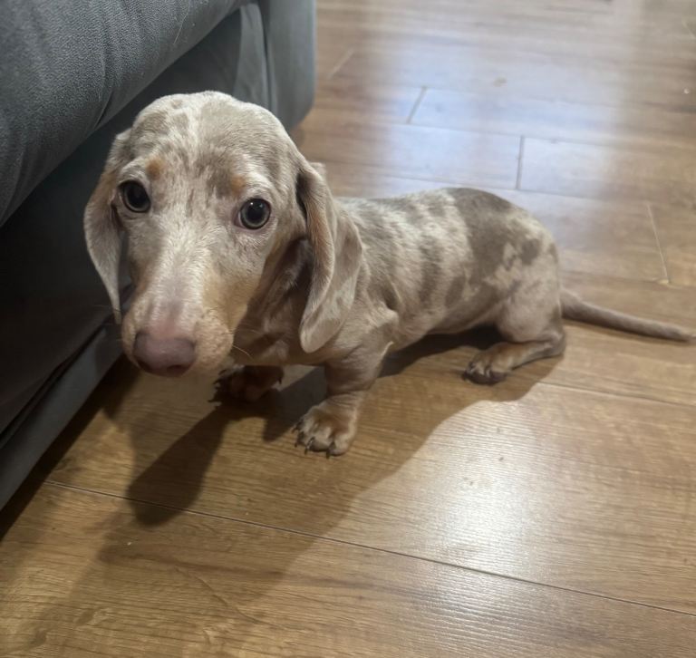 Miniature Isabella Dapple Dachshund For Sale 