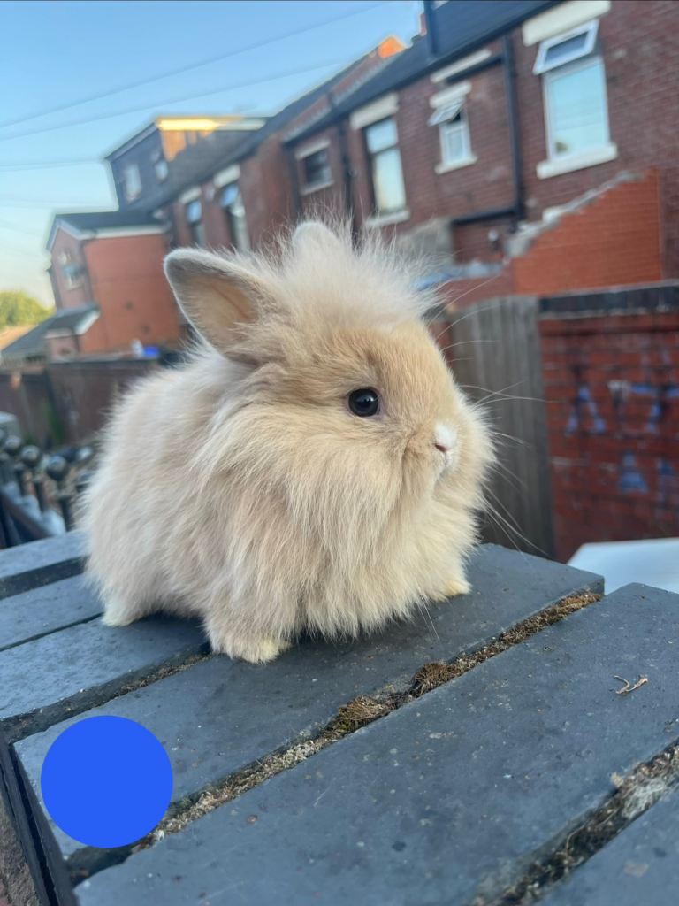 Beautiful Mini Lion Lop Bunnies