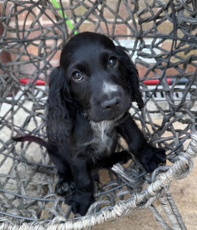 Show type cocker spaniel puppies 