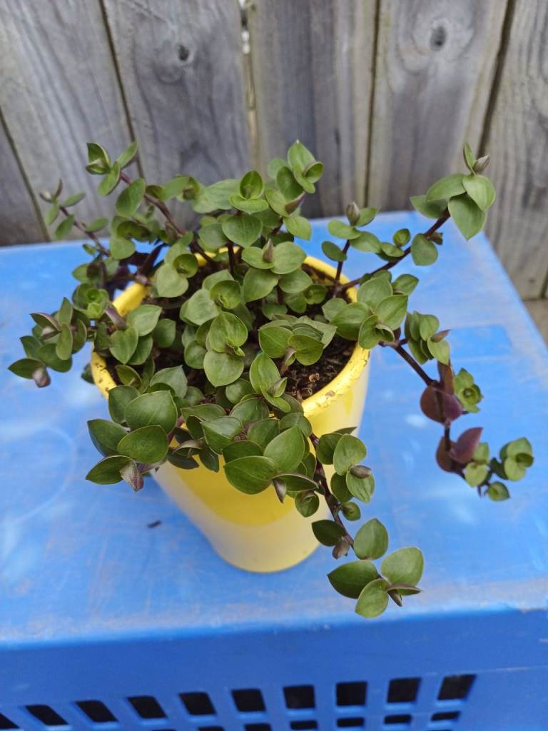 Rare Tradescantia  Minima Dwarth. Indoor Plant 