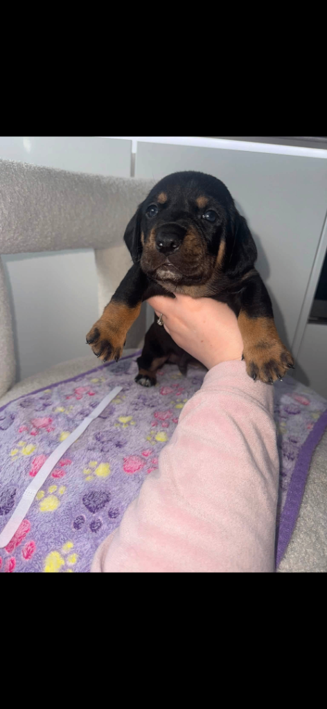 Labrador x Dachshund puppies 🐾 