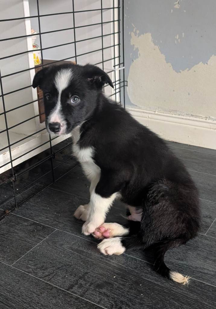 Border Collie puppies 