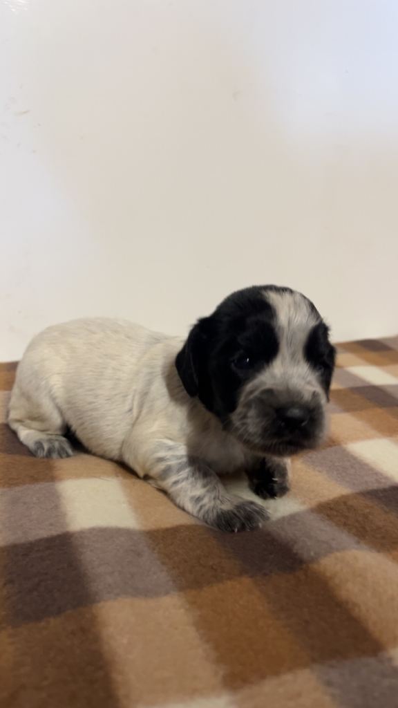 Cocker spaniel puppies