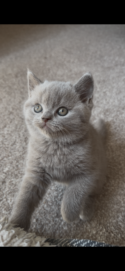  Lilacs British shorthair hair kitten for sale 